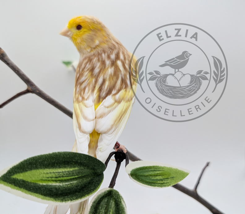 Oiseaux disponibles